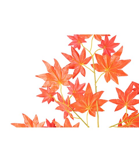 紅楓